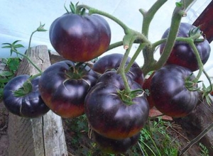 Семена томата сорта Black Beauty (Черный красавец, Черная красавица) - Синие