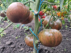 Семена томата сорта Blood Moon (Кровавая Луна) - Гиганты двуцветные