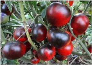 Семена томата Blue Angel (Синий ангел) - синие