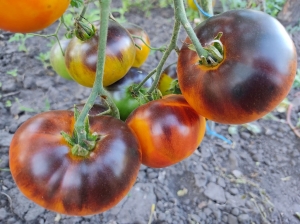 Семена томата сорта Blue Jollies (Блю Джолиз) - Синие