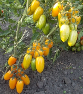 Семена сорта томата Стыдливый Румянец (Blush) - Высокорослые коктейльные 