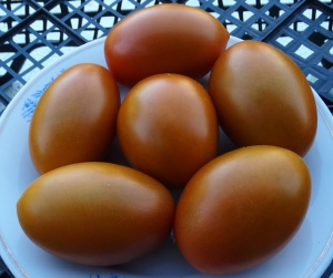 Семена томата сорта Bronza (Аmarillo rusty paste) - Высокорослые сливовидно-овальные