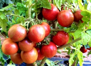 Семена томата сорта Cherokee Tiger Black Dwarf (Гном Чероки черный тигр) - Гномы