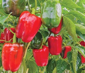 Семена перца сорта Калифорнийское чудо