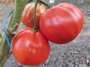 Семена томата сорта Canestrino della Garfagnana (Канестрино делла Гарфагнана) - Грушевидные томаты