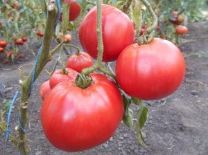 Семена томата сорта Chilo della Garfagnana - среднерослые томаты