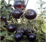 . Clakamas Blueberry (Клакамас черника) 