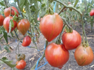 Семена томата сорта Crushed heart (Раненое сердце) - Среднерослые