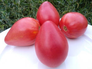 Семена сорта томата Cuore de Toro (Сердце быка, Бычье сердце) - Гиганты сердцевидные 