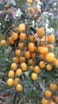 . Date Fruit Yellow (Желтый финик)