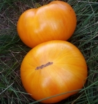 . Delta Diver (Дельта Дивер)