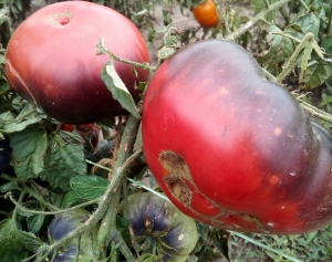 Семена томата сорта Dirty Curty - Синие