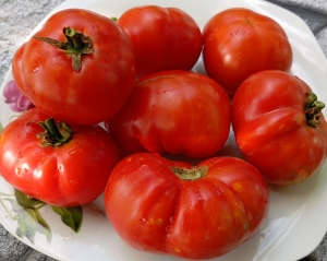 Семена сорта томата Dwarf Recessive (Гном Рецессивный) - Гномы