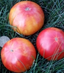 . Dwarf Russian Swirl (Гном Русский Вихрь) 