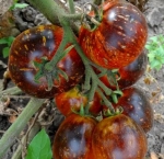 . Dark Galaxy (Темная галактика)