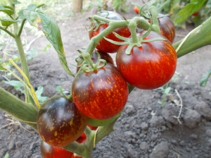 Семена томата Dark Galaxy (Темная галактика) - синие