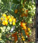 . Datterini Arancione (Даттерино Аранчио)