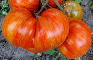 Семена томата сорта Don’s Doble Deliant (Двойной восторг Дона) - Полосатые