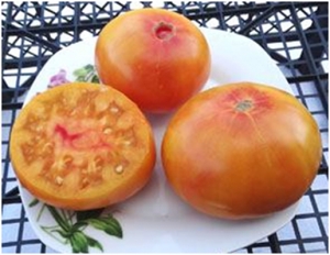 Семена томата сорта Dwarf Awesome (Гном Удивительный) - Гномы