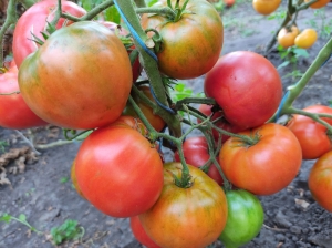 Семена томата сорта Dwarf Buddy's Heart (Гном Сердце Бадди) - Гномы