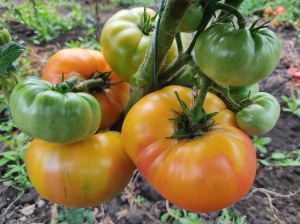 Семена сорта томата Dwarf Caitydid (Карлик Кайтидид) - Гномы