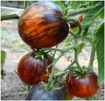 . Dwarf Damascus Steel (Гном Дамасская сталь) 