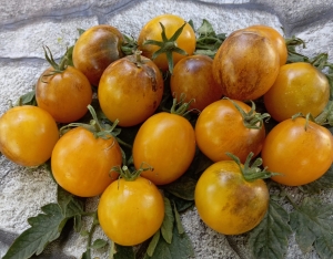 Семена сорта томата Dwarf Dream Weaver (Гном Ткач снов) - Гномы