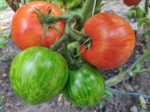 Семена томата сорта Edith Stone dwarf (Гном Эдит Стоун) - Гномы