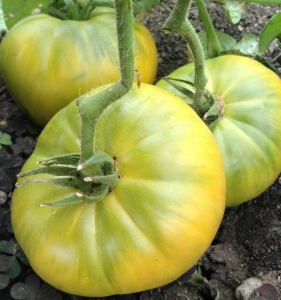 Семена сорта томата Гном Изумрудный гигант (Dwarf Emerald Giant) - Гномы