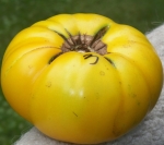 . Dwarf Golden Gypsy (Гном Золотой цыган)