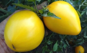 Семена сорта томата Dwarf Golden Heart (Гном Золотое сердце) - Гномы