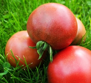 Семена томата сорта Dwarf Hazy’s Dream (Гном Мечта Хейзи) - Гномы