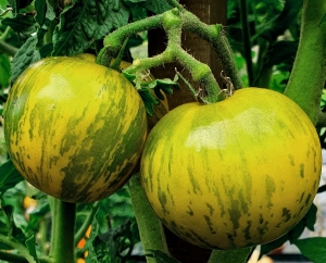 Семена сорта томата Dwarf Numbat (Гном Нумбат) - Гномы