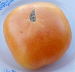 . Dwarf Orange Cream (Гном Оранжевый Крем)