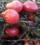 . Dwarf Pink Passion (Гном Розовая Страсть)