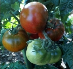 . Pite Viper (Пит Вайпер)