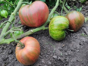 Семена томата сорта Dwarf Purple Heartthrob (Гном пурпурный сердцеед) - Гномы