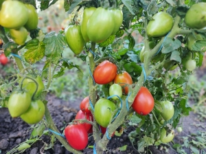 Семена томата сорта Dwarf Red Heart (Гном Красное сердце) - Гномы