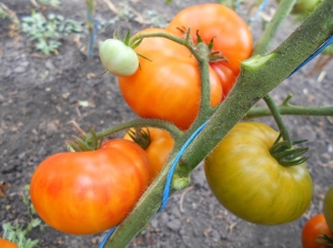 Семена томата сорта Dwarf Russian Swirl (Карлик Русский Вихрь) - Гномы