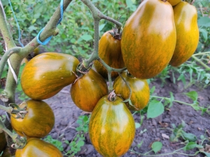 Семена томата сорта Dwarf Saucy Mary (Гном Дерзкая Мэри) - Гномы