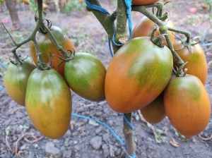 Семена томата сорта Dwarf Tiger Eye (Гном глаз тигра) - Гномы