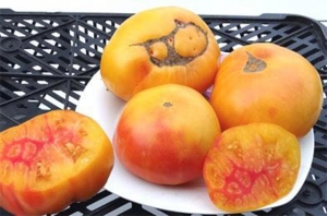 Семена сорта томата E.T. - Среднерослые