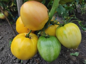 Семена сорта томата Eva’s Yellow Heart (Желтое сердце Евы) - Гиганты сердцевидные 