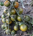 . Evil Olive (Злая маслина) (Тип мультифлора)