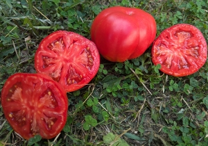 Семена сорта томата Fragola Della Garfagnana (Фрагола Делла Гарфаньяна, Клубника Гарфаньяна) - Грушевидные томаты
