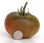 . First Mate (Первый помощник) 