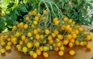 Семена томата сорта Gele Bes (Геле Бес, Желтая ягода) - Высокорослые «черри»