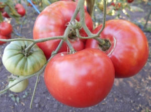 Семена томата сорта German Queen (Королева Германии) - Гиганты розовые