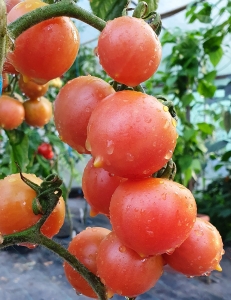 Семена томата сорта Gialletto Brindisino (Джаллетто Бриндизино) - Высокорослые коктейльные