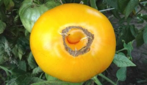 Семена сорта томата Giant Belgian Yellow (Бельгийский гигант желтый) - желтые оранжевые гиганты